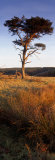 Tree on a Landscape, Golden Hour, Helwath Plantation, Scarborough, North Yorkshire, England, UK Photographic Print by Panoramic Images Tree on a Landscape, Golden Hour, Helwath Plantation, Scarborough, North Yorkshire, England, UK Photographic Print by Panoramic Images