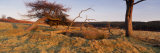 Bare Tree, Golden Hour, Helwath Plantation, Scarborough, North Yorkshire, England, UK Photographic Print by Panoramic Images Bare Tree, Golden Hour, Helwath Plantation, Scarborough, North Yorkshire, England, UK Photographic Print by Panoramic Images