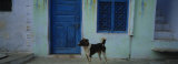 Dog in Front of a House, Rajasthan, India Photographic Print by Panoramic Images 