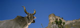 Low Angle View of a Bull, Kumbhalgarh, Rajasthan, India Photographic Print by Panoramic Images 