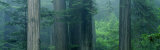 Trees in a Forest, Redwood National Park, California, USA Photographic Print by Panoramic Images 