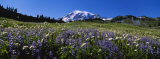 Wildflowers on a Landscape, Mt. Rainier National Park, Washington State, USA Photographic Print by Panoramic Images 