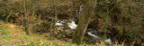 A River Flowing Through a Forest, River Doe Lea, River Rother, South Yorkshire, England, UK Lámina fotográfica por Panoramic Images A River Flowing Through a Forest, River Doe Lea, River Rother, South Yorkshire, England, UK Lámina fotográfica por Panoramic Images