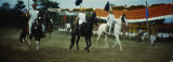 Three Men on Horseback Riding in Front of Spectators, India Lámina fotográfica por Panoramic Images