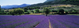 Mountain Behind a Lavender Field, Provence, France Photographie par Panoramic Images 