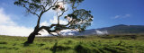 Koa Tree on a Landscape, Mauna Kea, Big Island, Hawaii, USA Photographic Print by Panoramic Images 