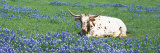 Texas Longhorn Cow Sitting on a Field, Hill County, Texas, USA Reprodukcja zdjęcia autor Panoramic Images Texas Longhorn Cow Sitting on a Field, Hill County, Texas, USA Reprodukcja zdjęcia autor Panoramic Images