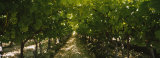 Bunch of Grapes in a Vineyard, Fillmore, California, USA Photographic Print by Panoramic Images 