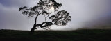 Silhouette of a Koa Tree, Mauna Kea, Kamuela, Big Island, Hawaii, USA Fotografie-Druck von Panoramic Images 