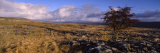 Tree on a Landscape, Limestone, North York Moors, Yorkshire, England, United Kingdom Photographic Print by Panoramic Images 