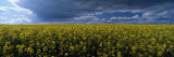 Clouds Over a Rape Field, Wolds, Yorkshire, England, United Kingdom Photographic Print by Panoramic Images 