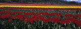 Tulips Growing in a Field, Provence, France Fotografie-Druck von Panoramic Images 