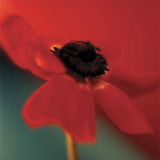 Red on Turquoise Plakat av Jane Ann Butler