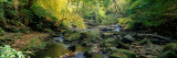 Stream Flowing Through Forest, Eller Beck, England, United Kingdom Photographic Print by Panoramic Images 