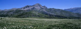 Flowers Growing on a Field, French Riviera, France Photographie par Panoramic Images 