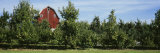 Red Barn Behind Apple Trees, Grand Rapids, Michigan, USA Photographic Print by Panoramic Images 