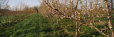 Plum Tree in an Orchard, Grand Rapids, Michigan, USA Photographic Print by Panoramic Images
