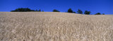 Corn Growing in a Field, Provence, France Photographic Print by Panoramic Images 