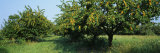 Apricot Tree in an Orchard, Grand Rapids, Michigan, USA Photographic Print by Panoramic Images