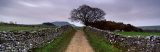 Stone Walls Along a Path, Yorkshire Dales, England, United Kingdom Reprodukcja zdjęcia autor Panoramic Images