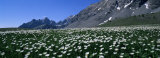 Flowers Growing on a Field, French Riviera, France Photographic Print by Panoramic Images 