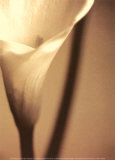 Divinity I Prints by Cinzia Ryan
