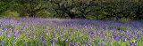 Lavender Flowers in a Field, England, United Kingdom Photographic Print by Panoramic Images 