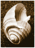Sea Gallery IV Posters by Boyce Watt