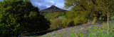 Bluebell Flowers in a Field, Cleveland, North Yorkshire, England, United Kingdom Photographic Print by Panoramic Images 