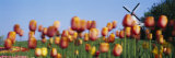 Tulip Flowers with a Windmill in the Background, Holland, Michigan, USA Photographic Print by Panoramic Images 