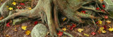 Close-up of Tree Roots, Sleeping Bear Dunes National Lakeshore, Michigan, USA Photographic Print by Panoramic Images 