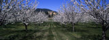 Cherry Trees Growing on a Field, Provence, France Photographic Print by Panoramic Images 