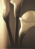 Enlightenment I Prints by Cinzia Ryan