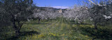 Cherry Trees Growing on a Field, Provence, France Photographic Print by Panoramic Images 