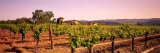 Sattui Winery, Napa Valley, California, USA Photographic Print by Panoramic Images 