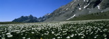 Flowers Growing on a Field, French Riviera, France Photographic Print by Panoramic Images 