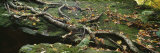Tree Roots Growing Over Moss Covered Rocks, Stowe, Vermont, USA Photographic Print by Panoramic Images 