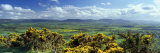 High Angle View of Trees, North York Moors National Park, North Yorkshire, England, United Kingdom Photographic Print by Panoramic Images 