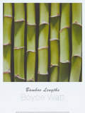 Bamboo Lengths Prints by Boyce Watt