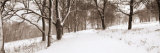First Snow I Poster par Mike Sleeper