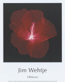 Hibiscus Posters by Jim Wehtje