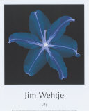 Lily Art by Jim Wehtje