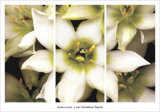 Star of Bethlehem Triptych Kunstdrucke von Andrew Levine