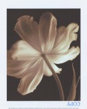 Champagne Tulip II Print by Charles Britt