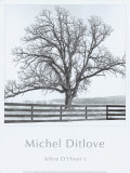 Arbres Divers I Posters by Michel Ditlove
