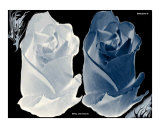 Bride and Groom Photographic Print by Shelley L Jones