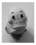 Just Duckie Photographic Print by Steven Myers