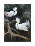 Snowy Egrets Display their Courtship Plumage in a Mangrove Swamp Photographic Print by Walter Weber