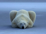 A portrait of a sleeping polar bear Photographic Print by Norbert Rosing