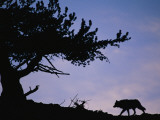 A Gray Wolf, Canis Lupus, in the Wild of Yellowstone National Park Photographie par Joel Sartore